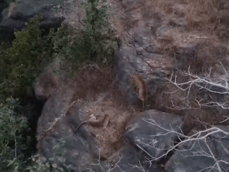 राजगढ़ में ड्रोन कैमरे में कैद हुए दो तेंदुए:गांव के पास पहाड़ी पर घूमते दिखे, रेंजर बोलीं- ग्रामीण वनक्षेत्र से दूर रहें
