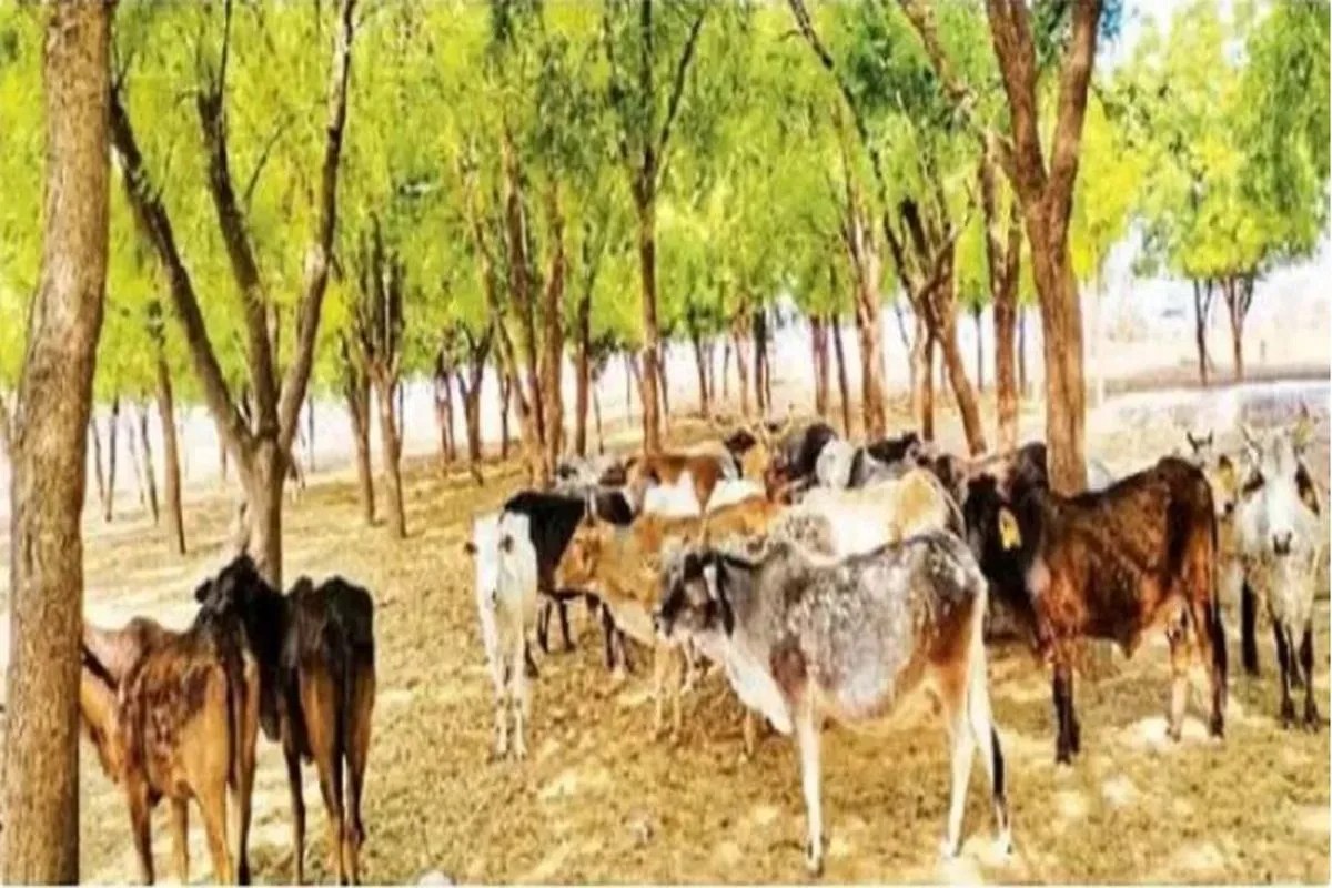 गोचर अधिग्रहण के विरोध में अब आर-पार का ऐलान, 27 को महापड़ाव, करणी सेना भी मैदान में…समर्थन की घोषणा