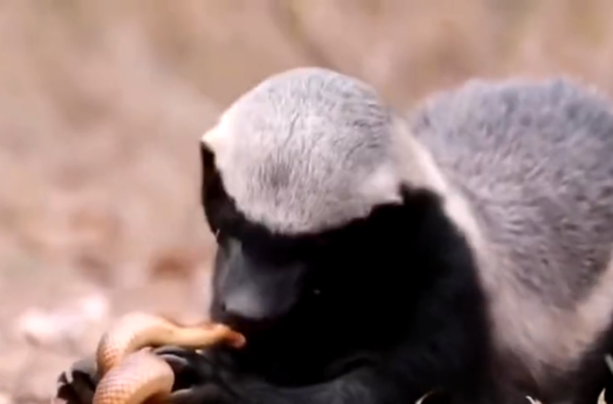 बिज्जू पर हमला करना पड़ा सांप को भारी, जान देकर चुकानी कीमत