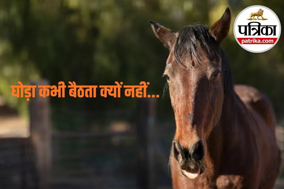 Horse Sleeping Facts: घोड़ों के सोने का तरीका, सिर्फ 30 मिनट से 2 घंटे की गहरी नींद लेकर भी रहते हैं फुर्तीले