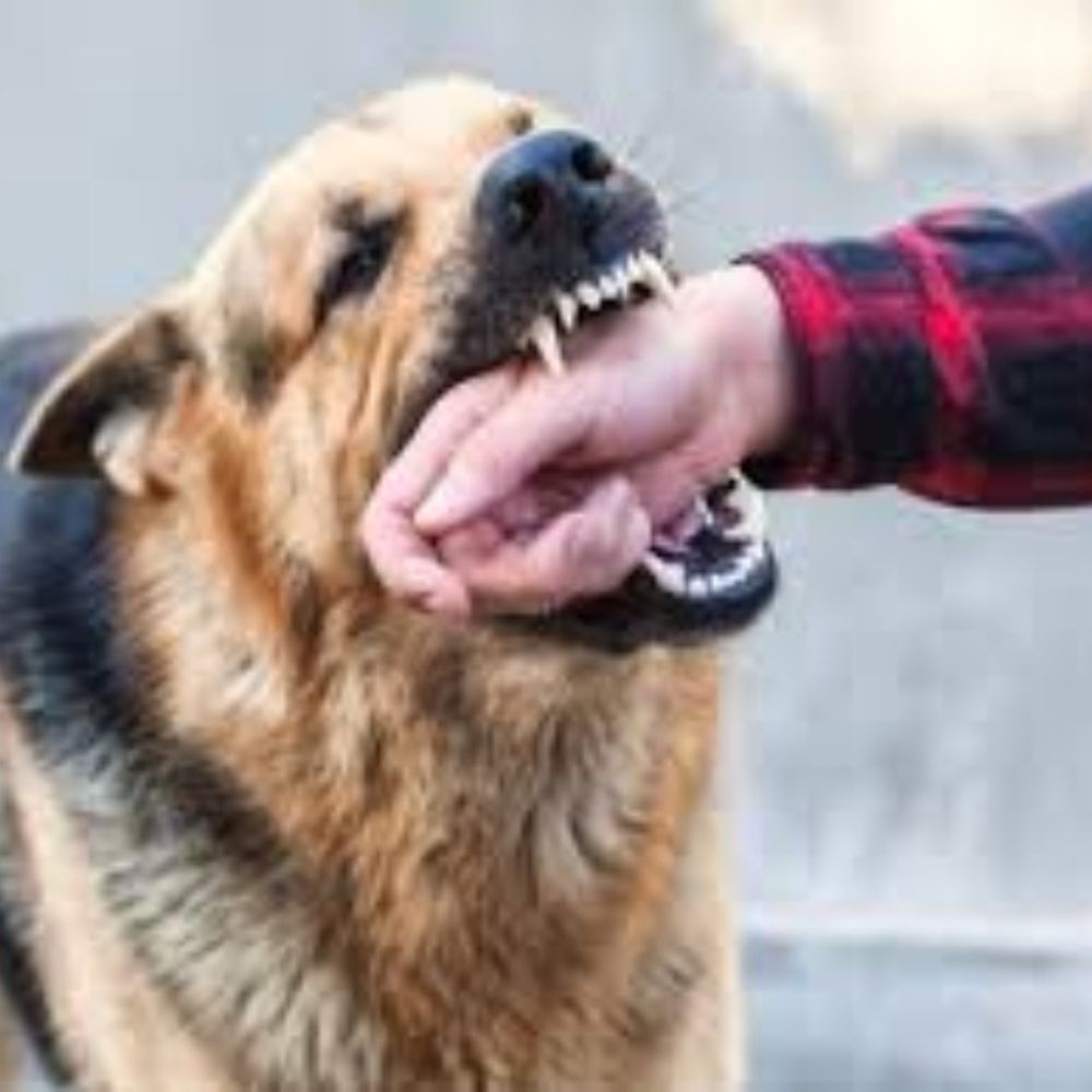 अवैध रूप से पाले गए पिटबुल ने युवक को काटा:परिजनों ने की कार्रवाई की मांग, रायपुर में 15 दिन में डॉग बाइट की तीसरी घटना