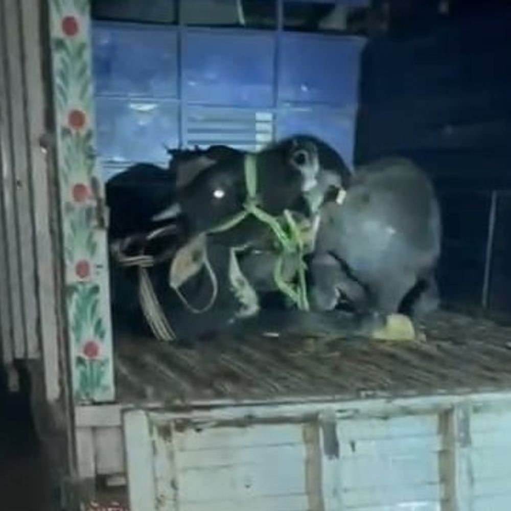 आजमगढ़ में तीन आरोपियों के विरुद्ध दर्ज हुआ मुकदमा:गोशाला से पशु तस्करी के मामले में कार्रवाई, CDO बोले दोषियों पर होगी कड़ी कार्रवाई