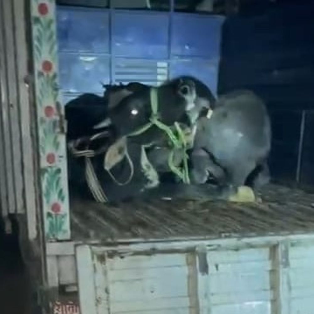 आजमगढ़ में पशु तस्करों की तलाश में छापेमारी:जिस गौशाला से की जा रही थी पशुओं की तस्करी उसे किया जाएगा शिफ्ट