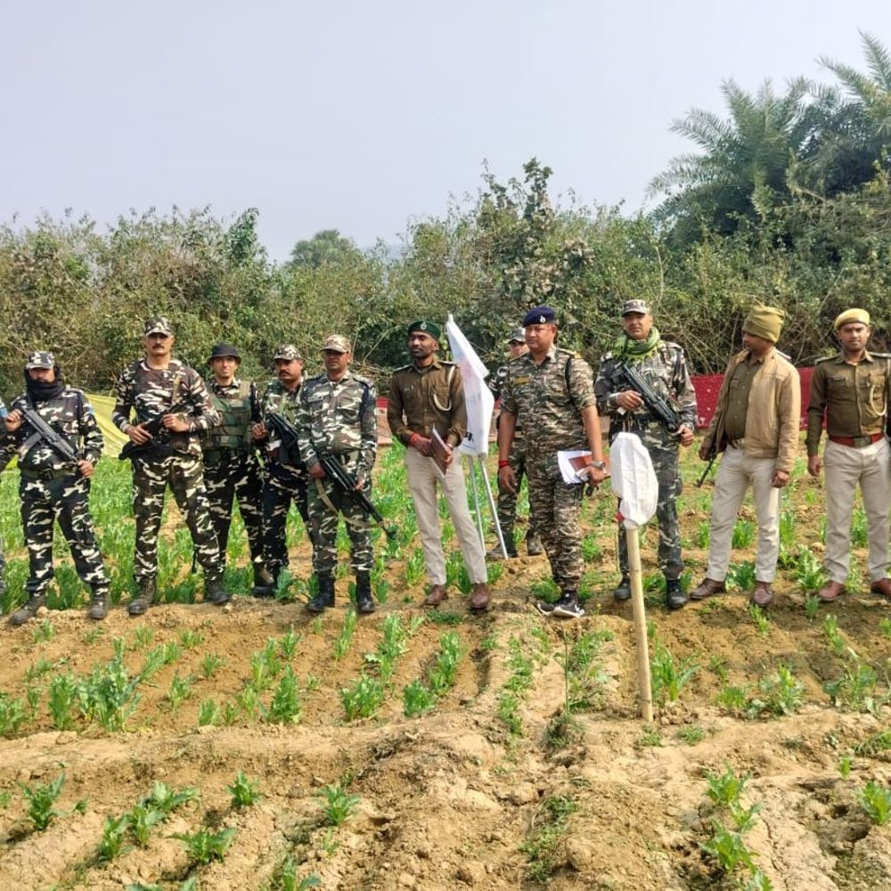 औरंगाबाद में अवैध अफीम की खेती को किया नष्ट:जंगली-पहाड़ी इलाके में पुलिस का एक्शन, 4 बदमाश अरेस्ट