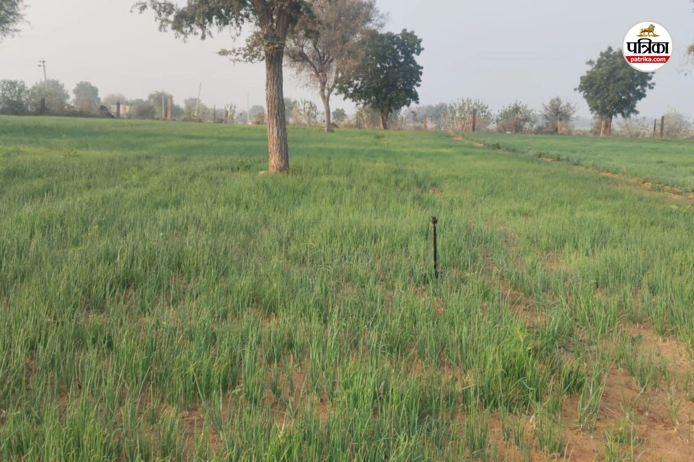 Rajasthan News: पश्चिमी राजस्थान में थार की उपजाऊ रेतीली मिट्टी उगल रही ‘सोना’