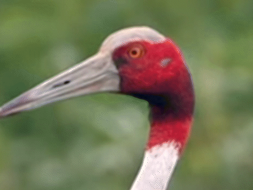 राजस्थान आने से पहले शिकार हो रहे साइबेरियन सारस:25 साल पहले आया जोड़ा साइबेरिया लौटा ही नहीं; ईरान-भारत आने वाली आबादी घट रही