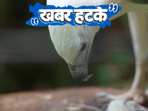 खबर हटके- चीलों को 1270 किलो चिकन खिलाएगी सरकार:महिला को नाक से खाना खाने की आदत लगी; पहाड़ तोड़ने पर 54 करोड़ का जुर्माना