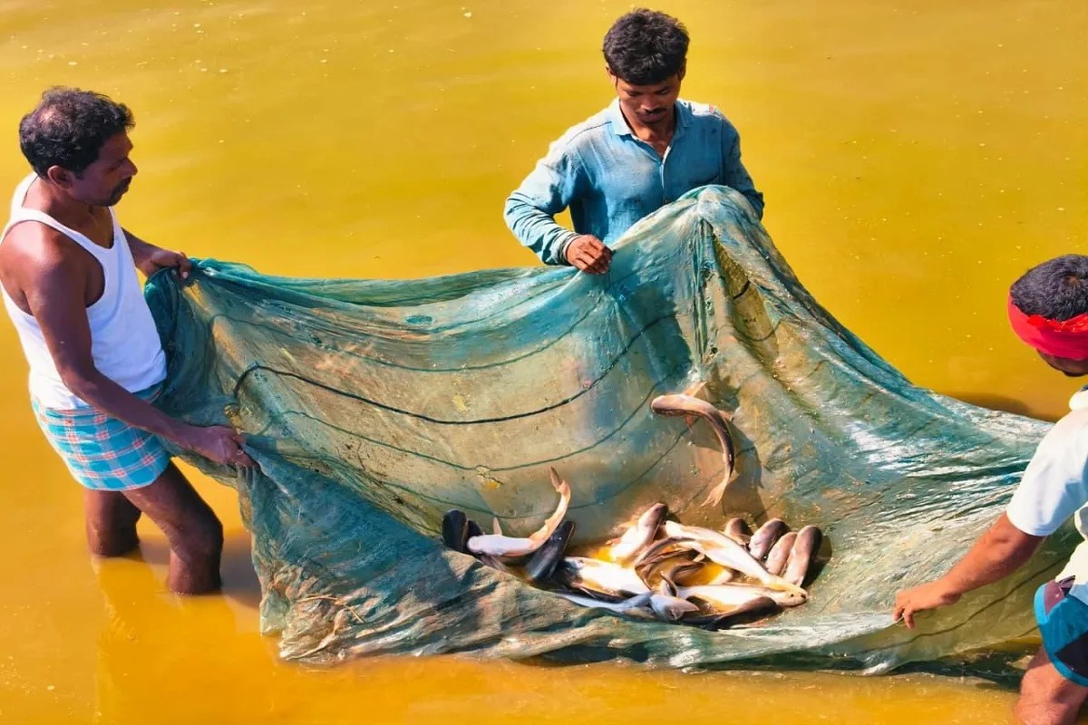 किसानों के लिए वरदान बनी सरकार की ये योजना, हड़मा कोड़ोपी की लाखों में हो रही कमाई! आप भी उठाए लाभ