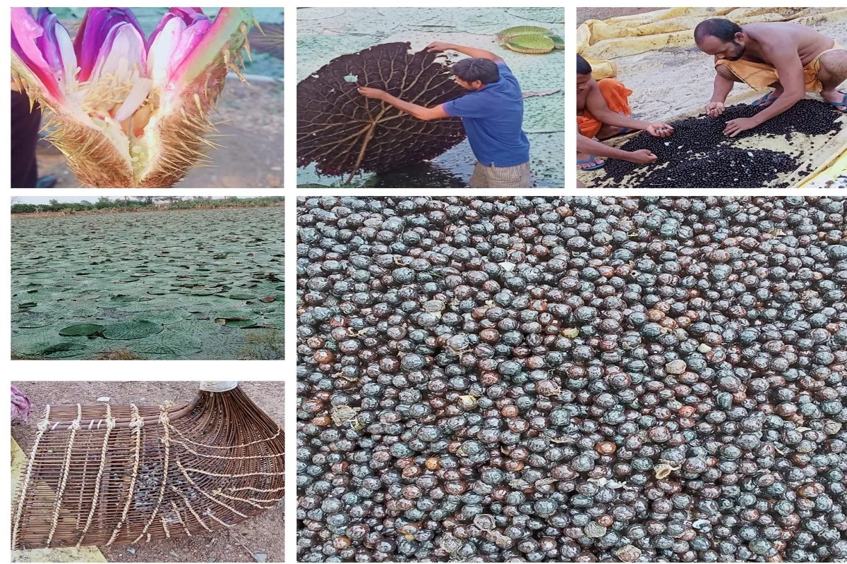 छत्तीसगढ़ में मखाना उत्पादन को प्रोत्साहन, योजना का तेजी के साथ हो रहा है क्रियान्वयन,178 लाख की राशि स्वीकृत