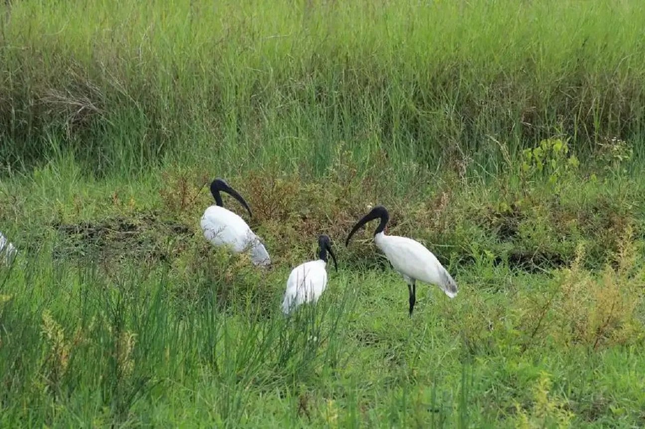 जलाशयों में जलकुंभी, मल्याडी पक्षीधाम संकट में