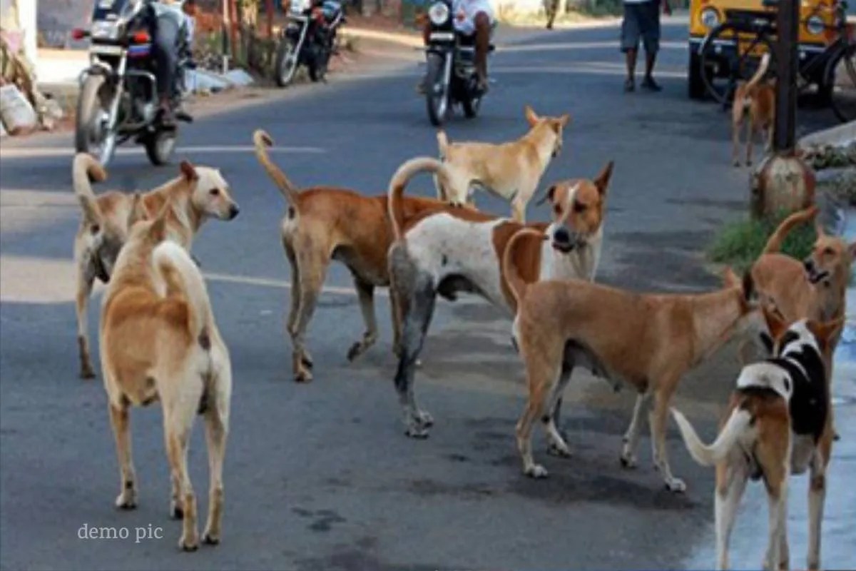 CG News: छत्तीसगढ़ के स्कूल में आवारा कुत्तों का आतंक, लंच ब्रेक के दौरान छात्रों और महिला शिक्षक पर हमला कर किया घायल