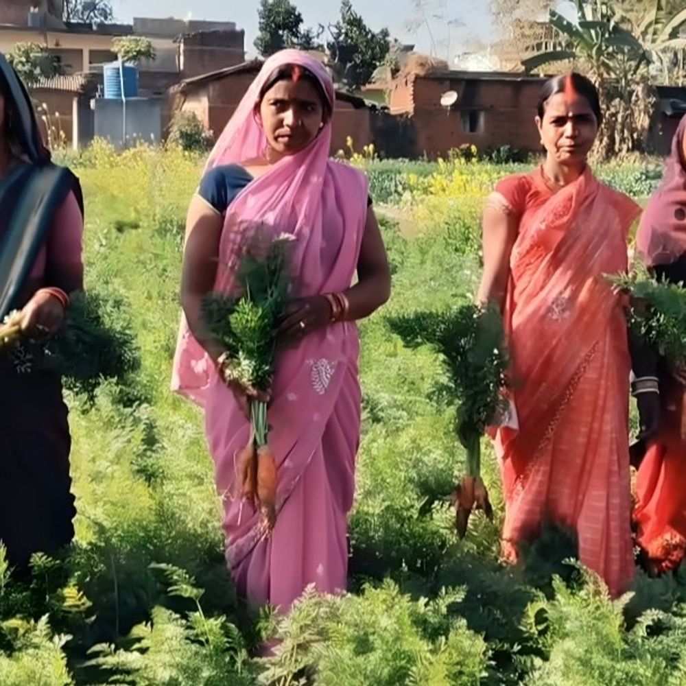 महिलाएं बंजर भूमि पर गाजर उगाकर बनीं आत्मनिर्भर:आधुनिक तकनीक और जैविक खेती से बढ़ी आमदनी, रासायनिक खाद का नहीं करती उपयोग