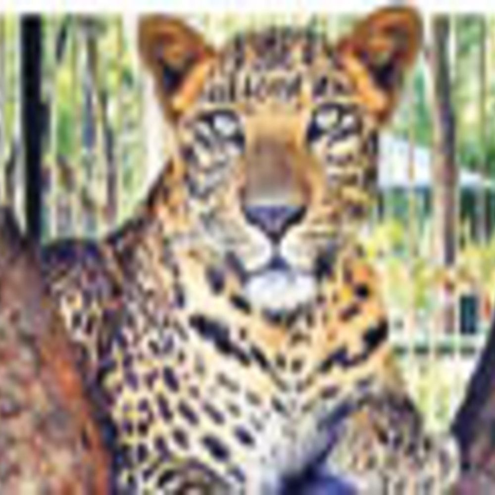 तेंदुए के हमले में मौत:राजस्थान में 5 लाख मुआवजा, अन्य राज्य 15 से 25 लाख रुपए दे रहे