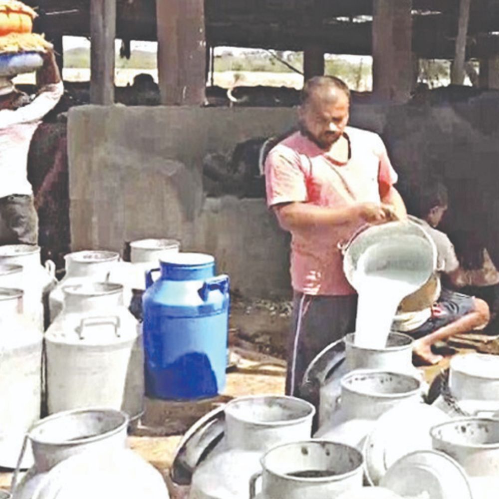 केंद्र सरकार की रिपोर्ट:प्रदेश में प्रति व्यक्ति दूध की उपलब्धता राष्ट्रीय औसत से ढाई गुना ज्यादा, राज्यों में पंजाब के बाद दूसरा स्थान राजस्थान का