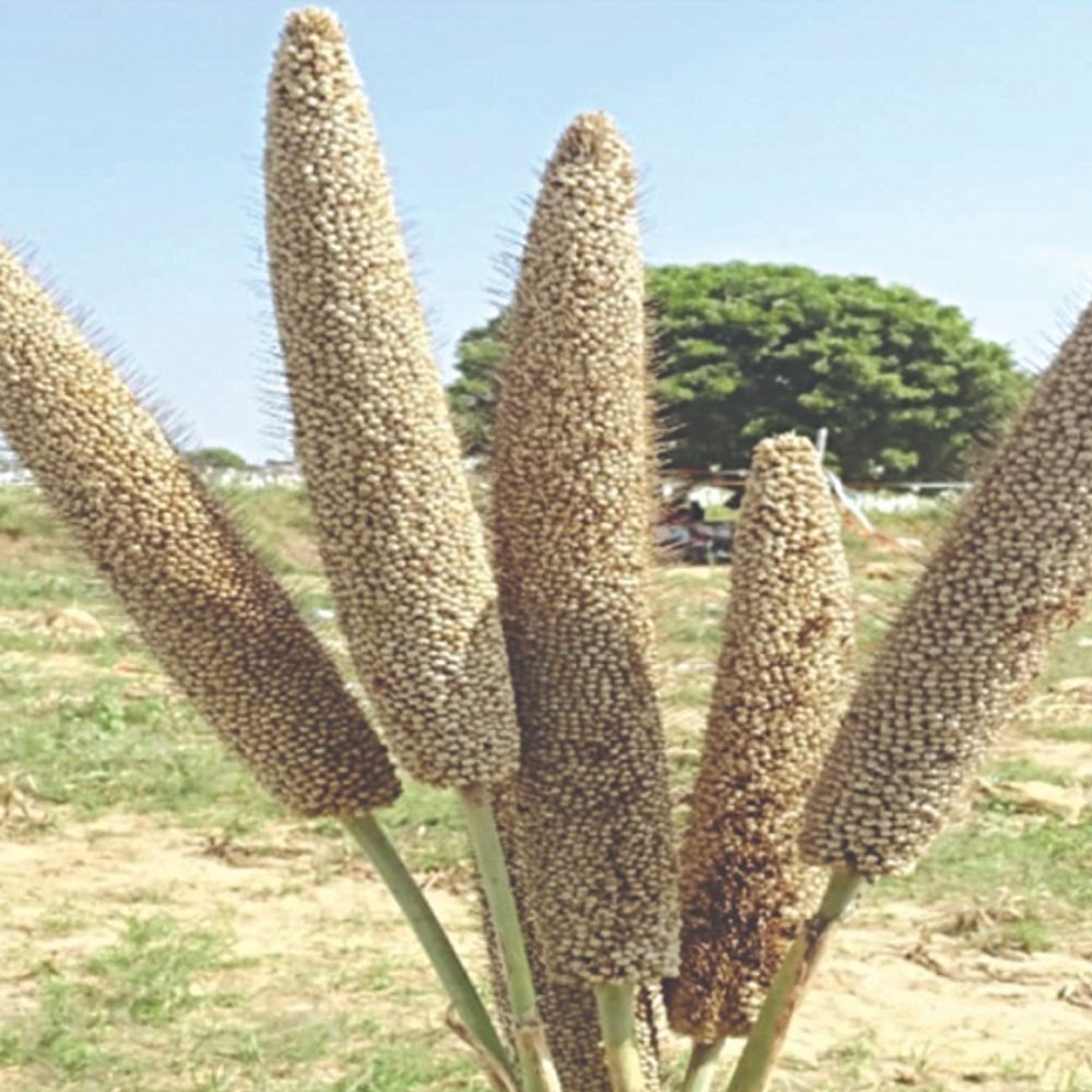 बाजरा की नई किस्म:वैज्ञानिकों ने विकसित किया दुनिया का पहला “थ्री वे’ सूखा रोधी बाजरा “RHB 273′, कम बारिश में भी 28% तक ज्यादा फसल