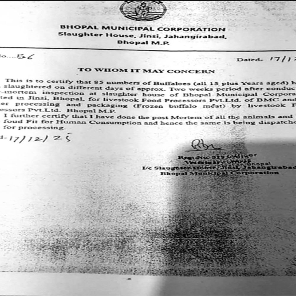 गायें कटीं, निगम ने भैंसें बताईं:पशु चिकित्सक के सर्टिफिकेट के आधार पर 26 टन मांस मुंबई भेजा गया था, इसी में हुई थी गोमांस की पुष्टि