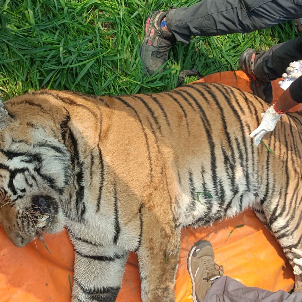 करंट लगने से दो साल के बाघ की मौत, दोहरम नदी के पास मिला शव