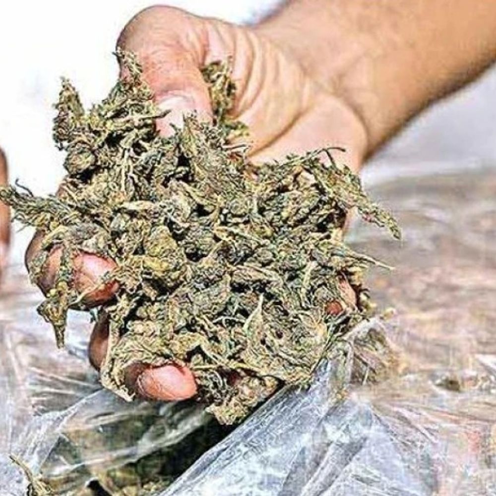 गांजा तस्कर मधु मिश्रा गिरफ्तार:घर में सरप्राइज चेकिंग करके पुलिस ने 36 लाख गांजा, हथियार–नगद किया बरामद; खुलासा जल्द