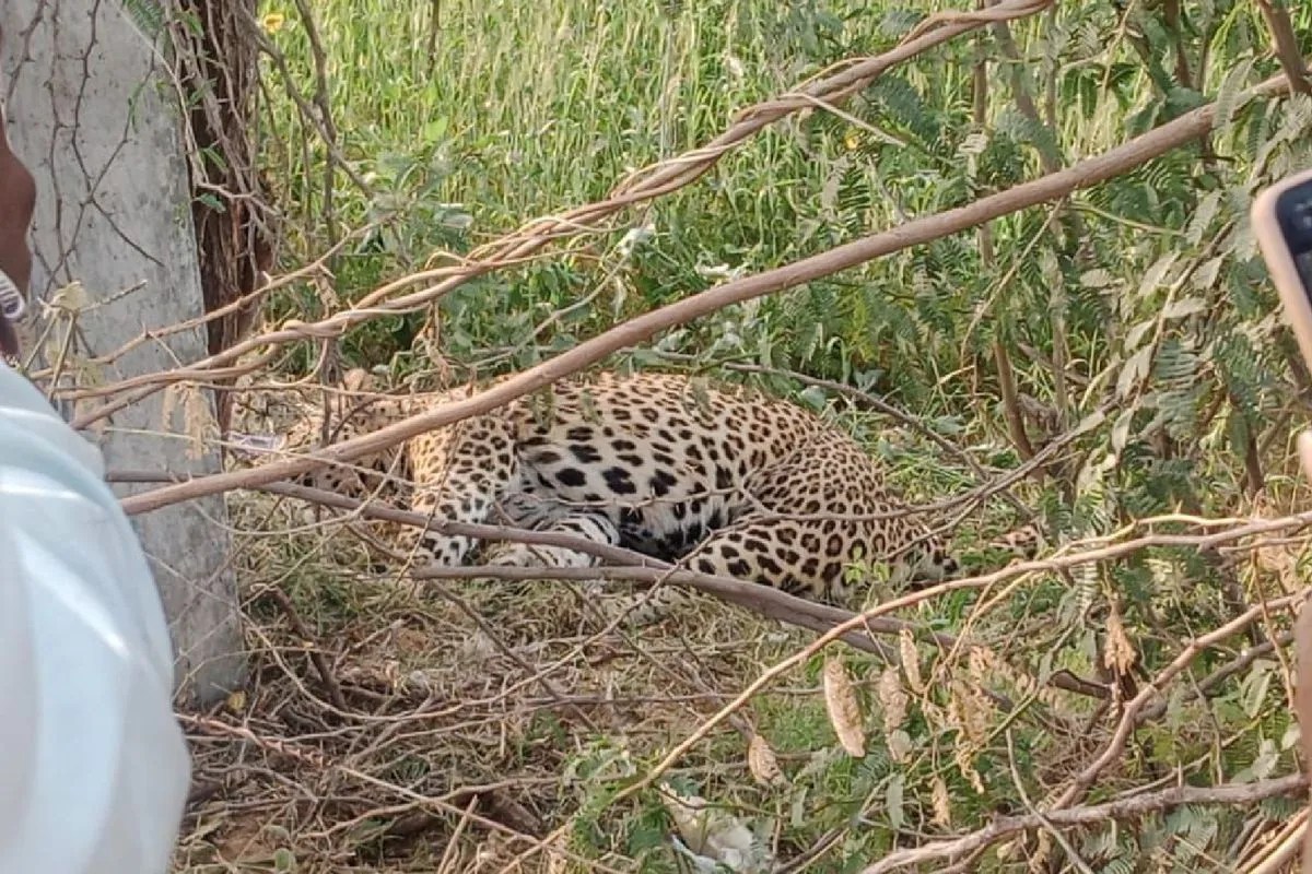 सिरोही: खेत के तारों में फंसा पैंथर, फोटो और सेल्फी लेते समय ग्रामीणों पर किया हमला, चार घायल