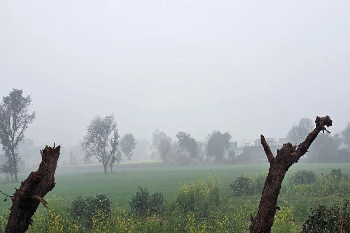अलवर में चौथे दिन भी कोहरा, बूंदाबांदी से बढ़ी ठिठुरन 