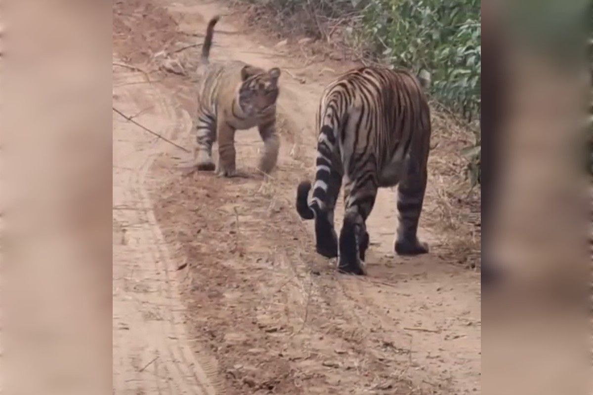 बाला किला के जंगल में बाघिन शावकों संग नजर आई