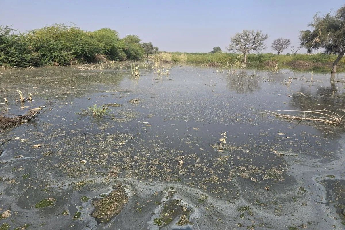 गंदे पानी ने किसानों की मेहनत डुबो दी, खेत बनते जा रहे बंजर