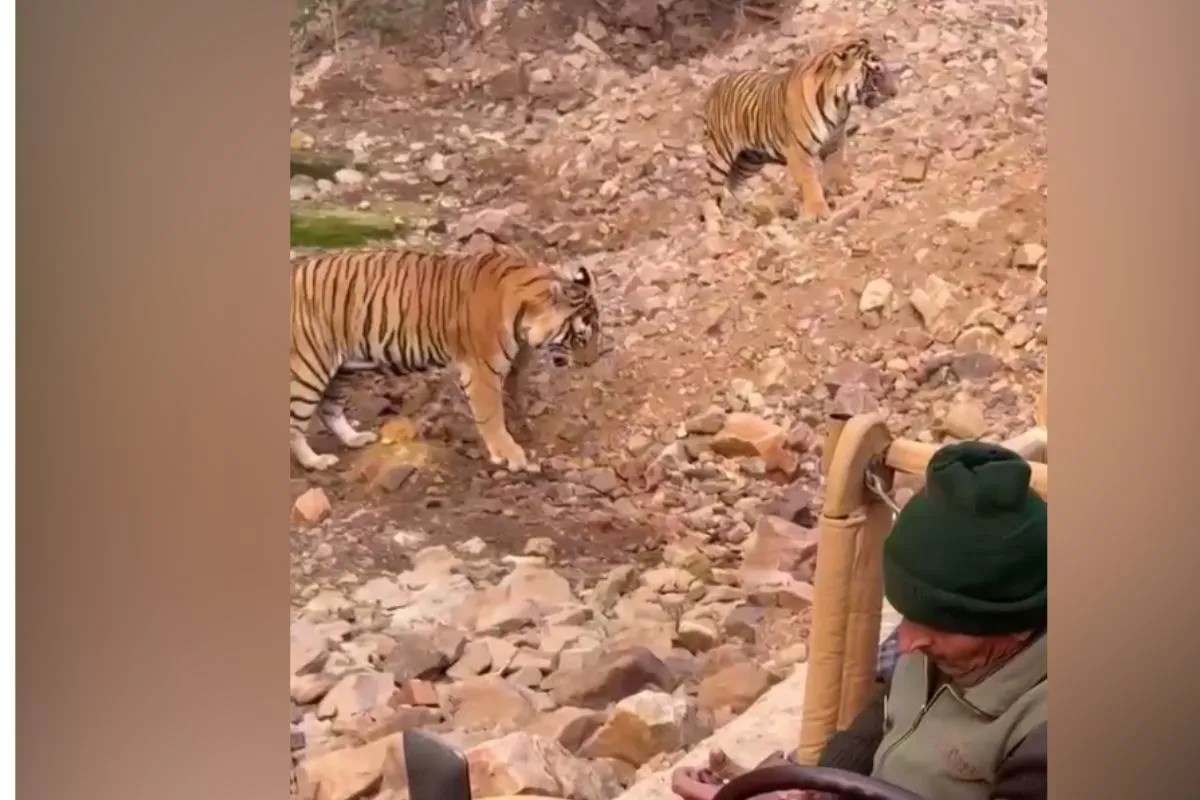 रणथंभौर में थमीं सैलानियों की सांसें, आमने-सामने आए बाघ और बाघिन