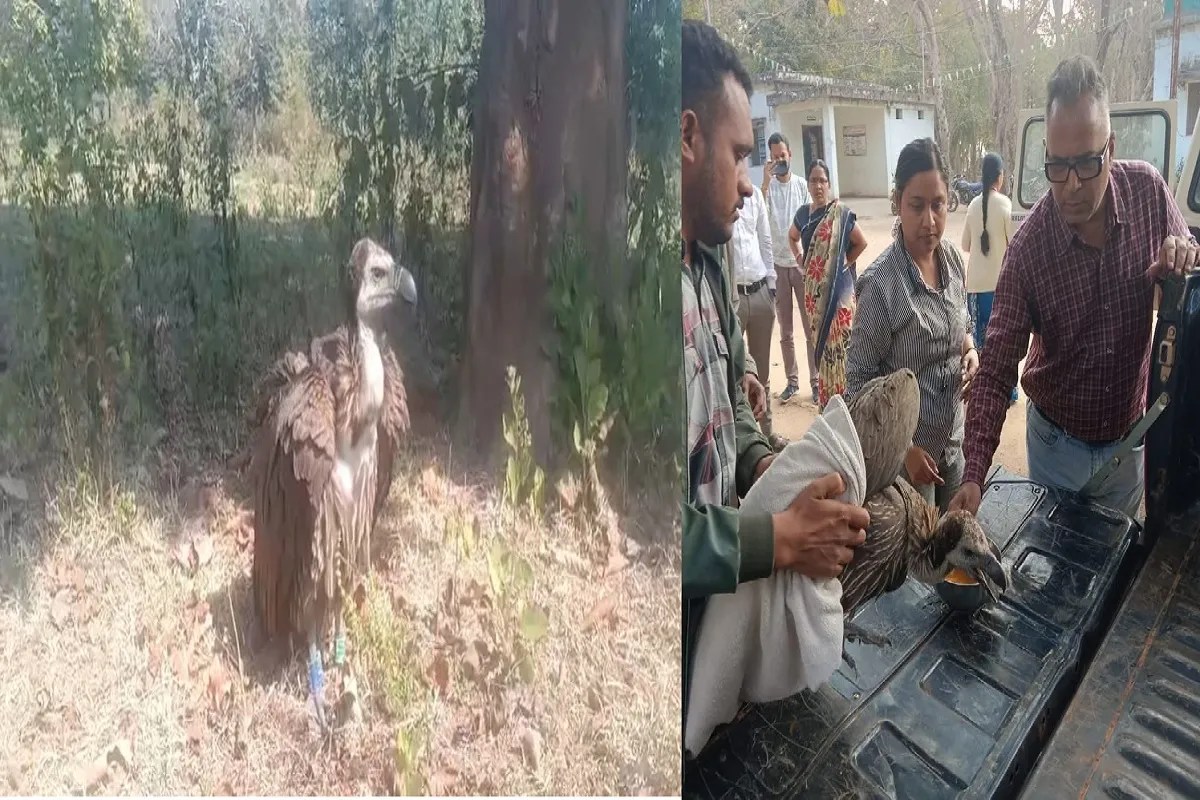 CG News: महाराष्ट्र से 400 किमी की उड़ान भरकर छत्तीसगढ़ आया गिद्ध, वन विभाग ने किया सफल रेस्क्यू