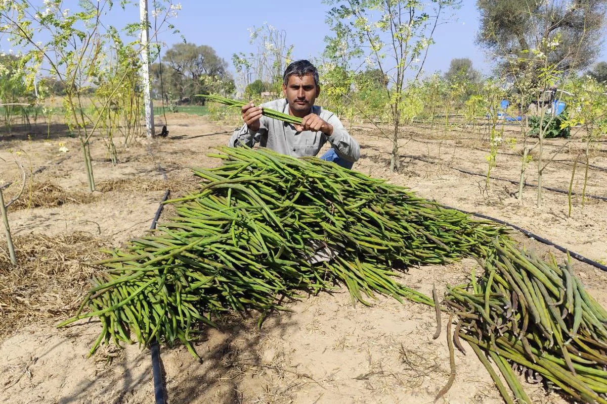 Farmers News: बाड़मेर में यह ‘पौधा’ बना कमाई का नया जरिया, किसानों को हो रहा अच्छा मुनाफा, जानिए कैसे