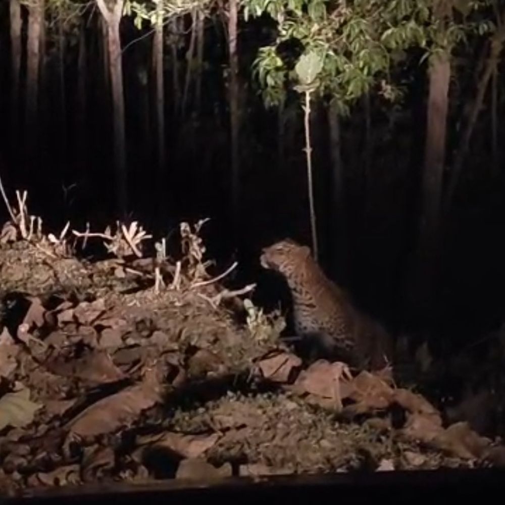 छिंदवाड़ा के तामिया में फिर तेंदुए की दस्तक:वन विभाग अलर्ट, पहले भी दिख चुका है मूवमेंट