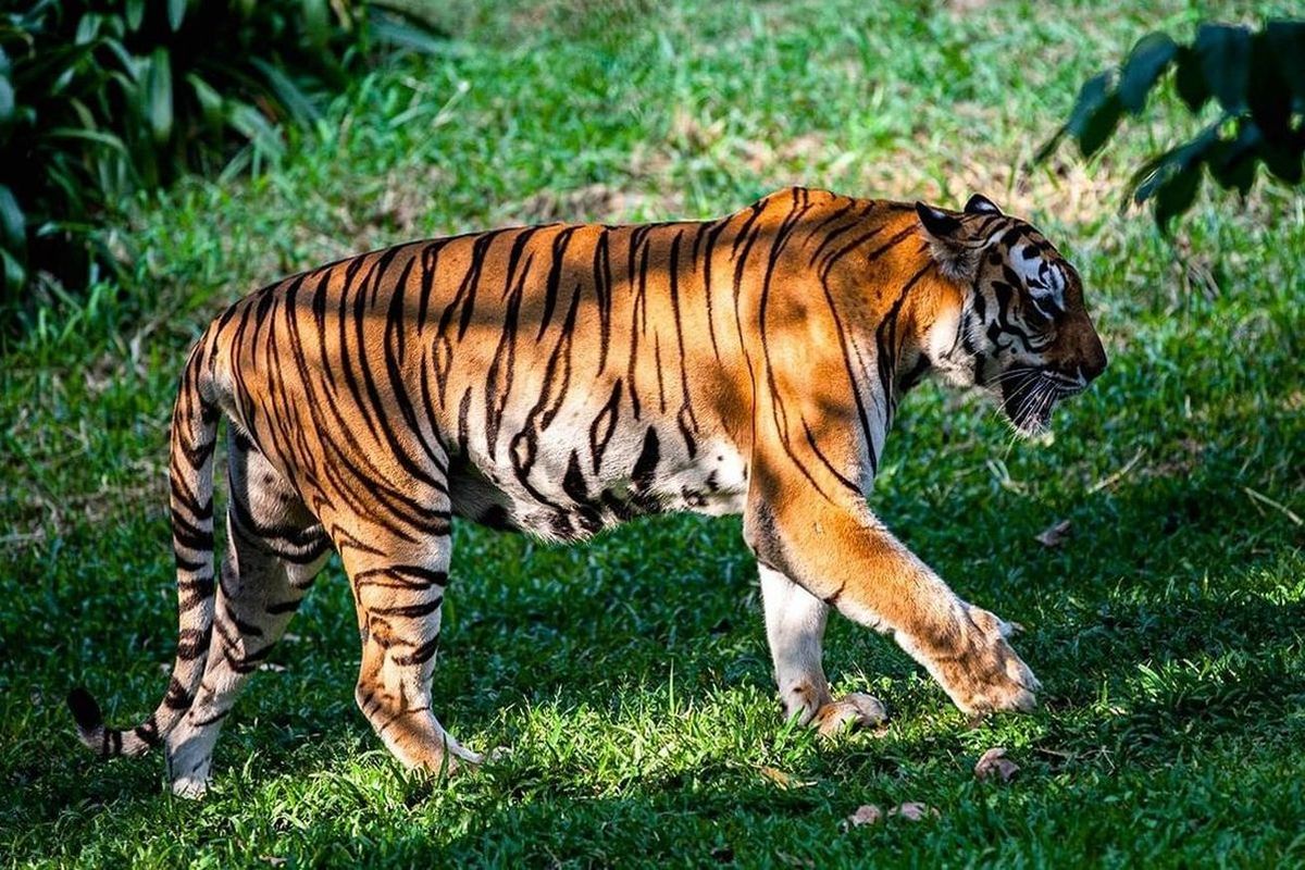 कर्नाटक में राष्ट्रीय बाघ गणना अभियान शुरू, 30 छात्रों सहित 330 कर्मी शामिल