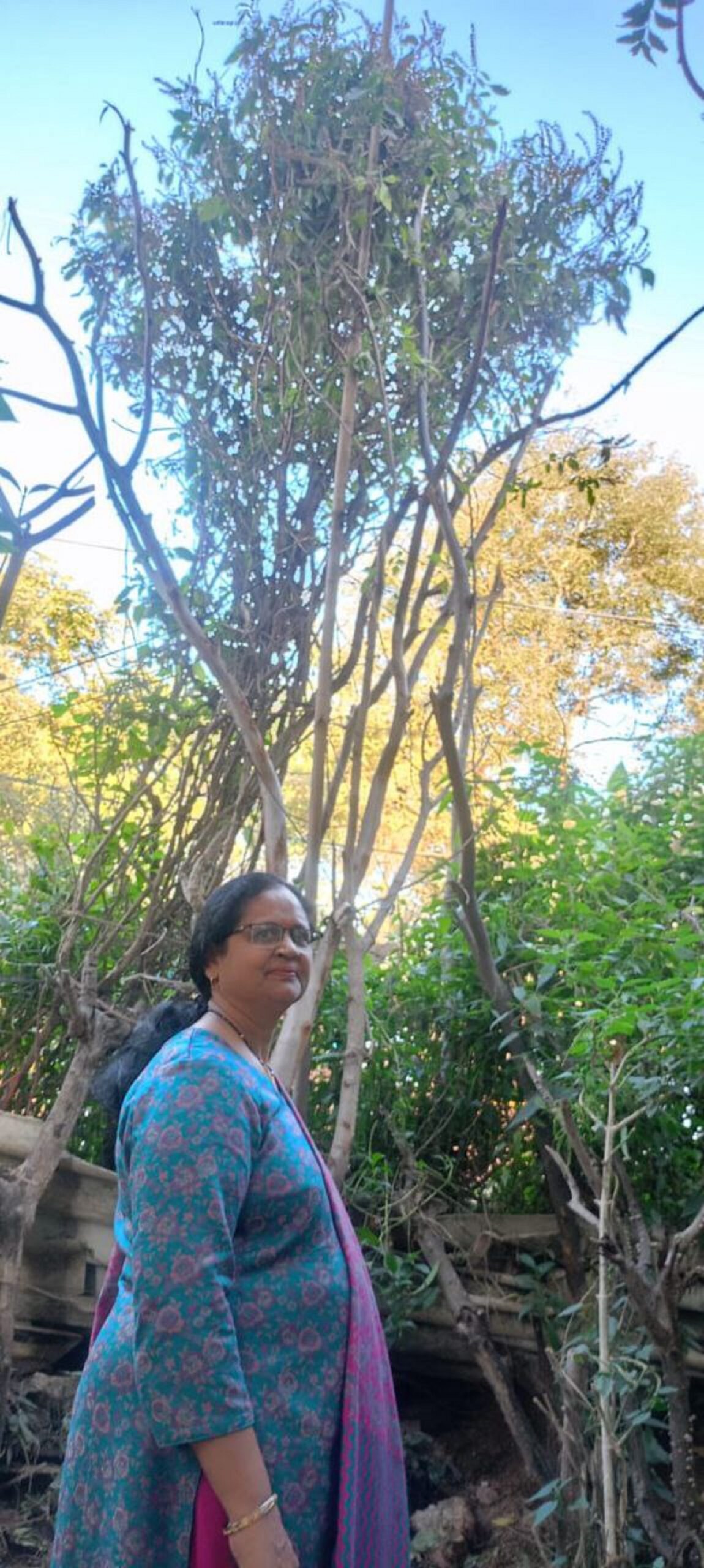 भोपाल का वृंदावन, 12 फीट की तुलसी बनी कौतुहल, लिम्बा बुक में दर्ज कराने के कर रहे प्रयास