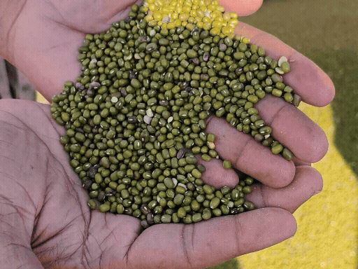 नागौर मंडी भाव:चमकी मूंग के भावों में ₹600 का बड़ा उछाल, जीरा और सरसों में मामूली गिरावट