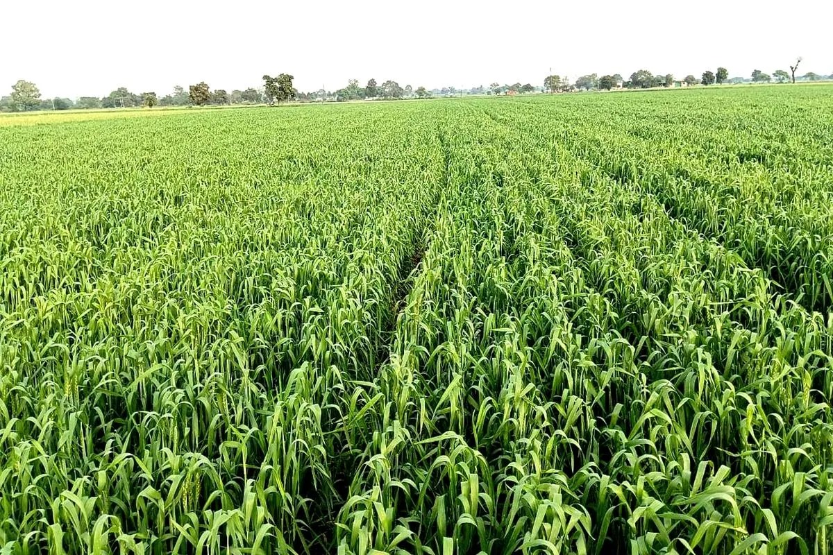 #Ratlam में 51524 मीट्रिक टन यूरिया बंटा