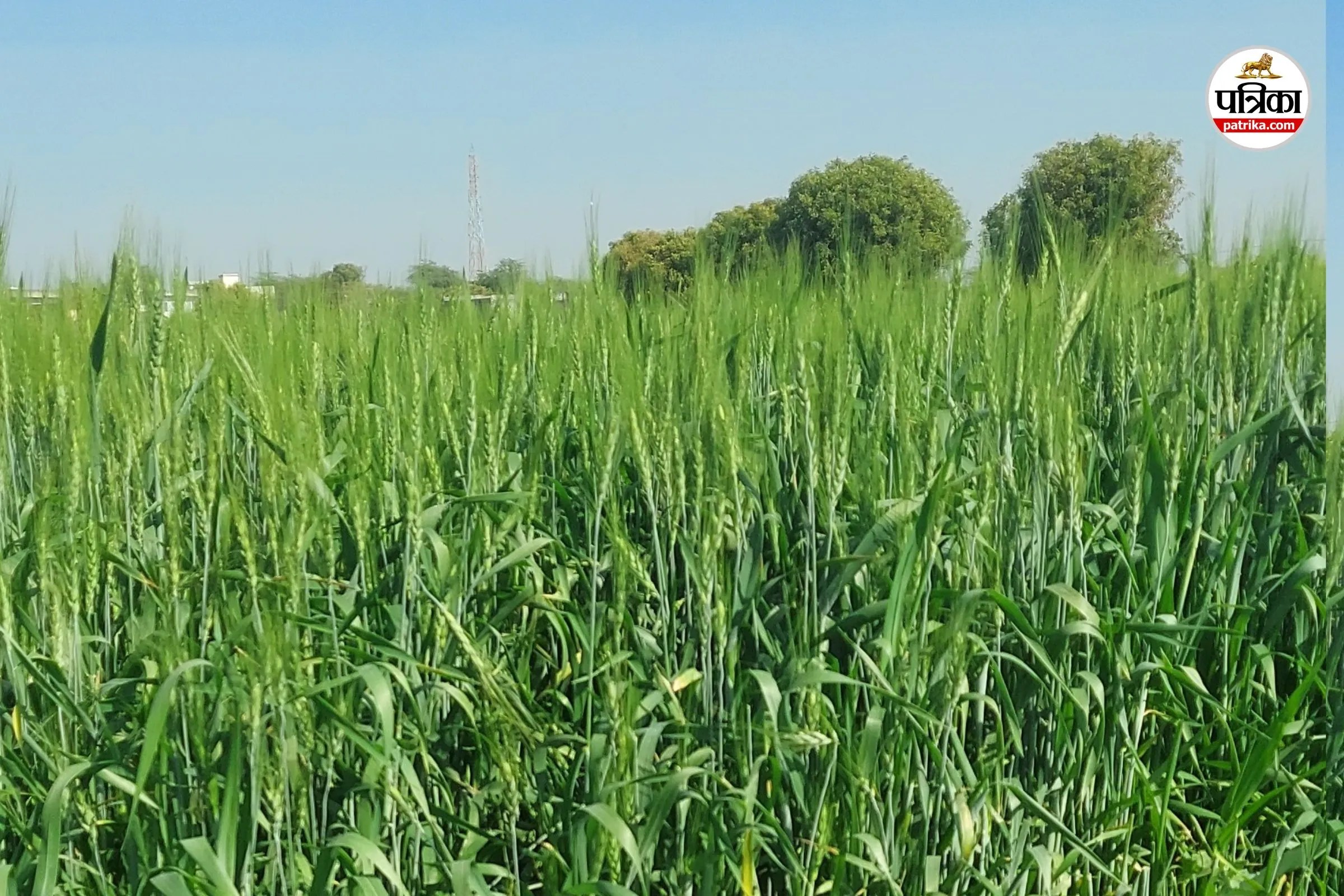 Rajasthan Farmers: गेहूं और चना की बंपर बुवाई के बाद भी क्यों परेशान हैं किसान