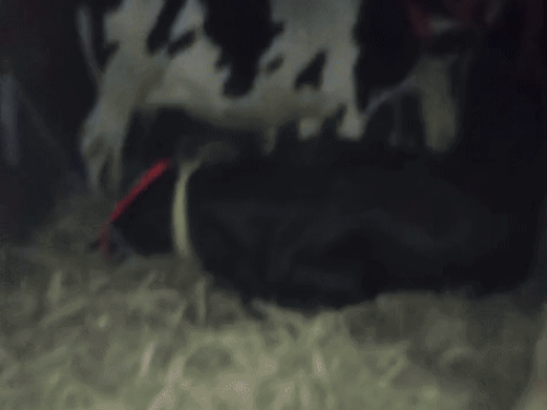 जालंधर के पठानकोट चौक पर गायों से भरा ट्रक पकड़ा:मेरठ से जम्मू-कश्मीर जा रही थी ट्रक, हिंदू संगठनों ने लगाया गौ तस्करी का आरोप