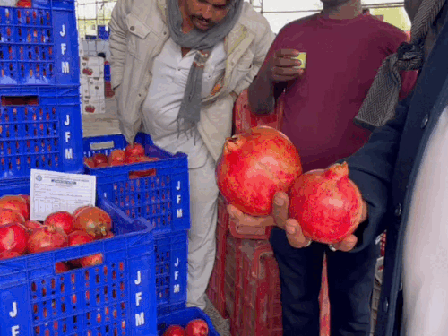 जालोर देश के सबसे-बड़े अनार-हब के रूप में उभरा:जालोर का सिंदूरी अनार विदेशों में कि जा रही पंसद,3 महीनों में 1500 करोड़ का व्यापार, मिठास ऐसी कि गल्फ देशों तक बढ़ी मांग