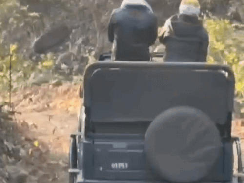 टाइगर अचानक झाड़ियों से निकलकर आया जिप्सी के सामने:टूरिस्ट डरे जिप्सी रोकी;आगे चलता रहा युवराज,400 टूरिस्ट थे