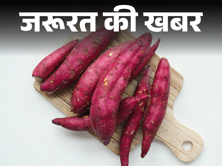 जरूरत की खबर- शकरकंद में रोडामाइन-बी की मिलावट:FSSAI ने बताया शुद्धता की जांच कैसे करें, चमकदार नहीं, मिट्‌टी वाला ही खरीदें