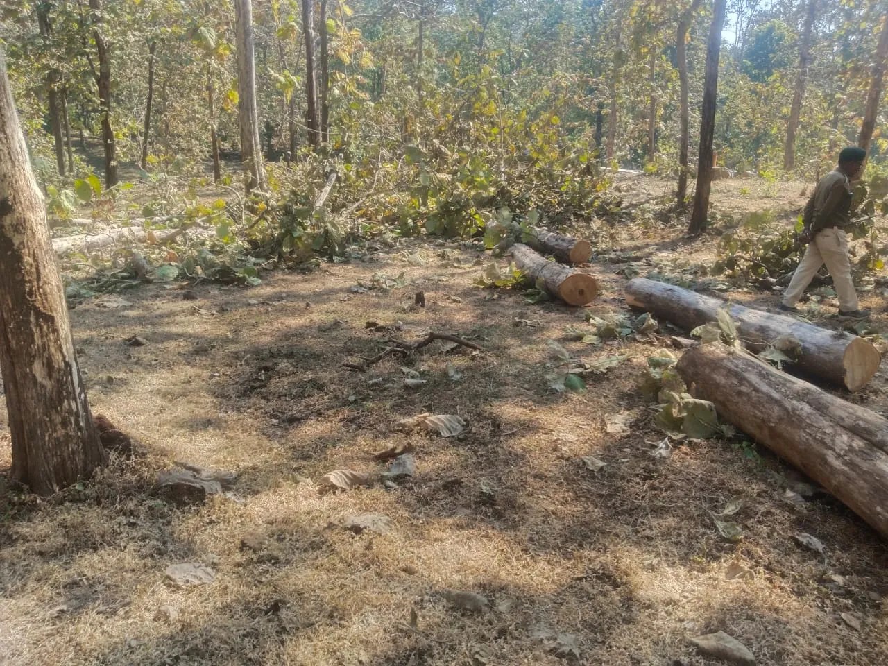 वन माफियाओं ने हरे-भरे सागौन के पेड़ काटे