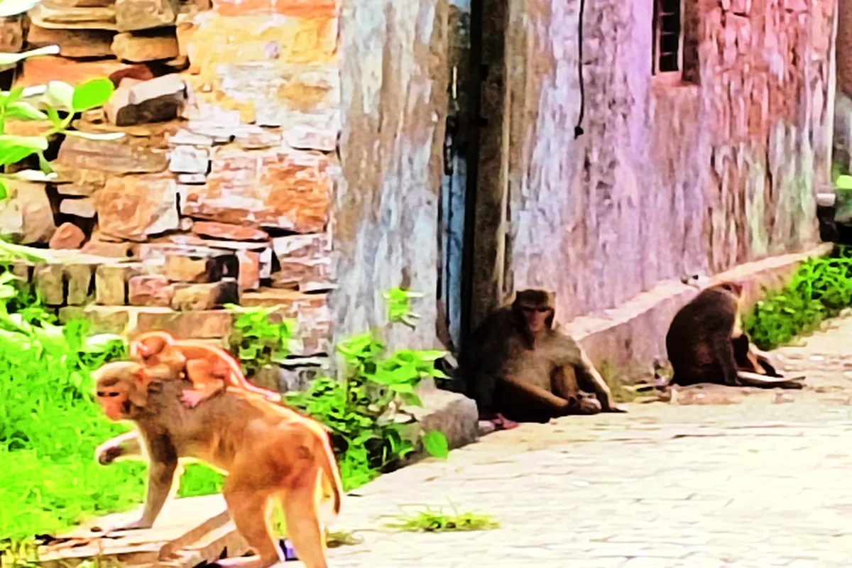 बंदरों का आतंक: बहरोड़-कोटकासिम-राजगढ़ में आमजन बेहाल, प्रशासन से राहत की गुहार…. देखें फोटो गैलेरी…..