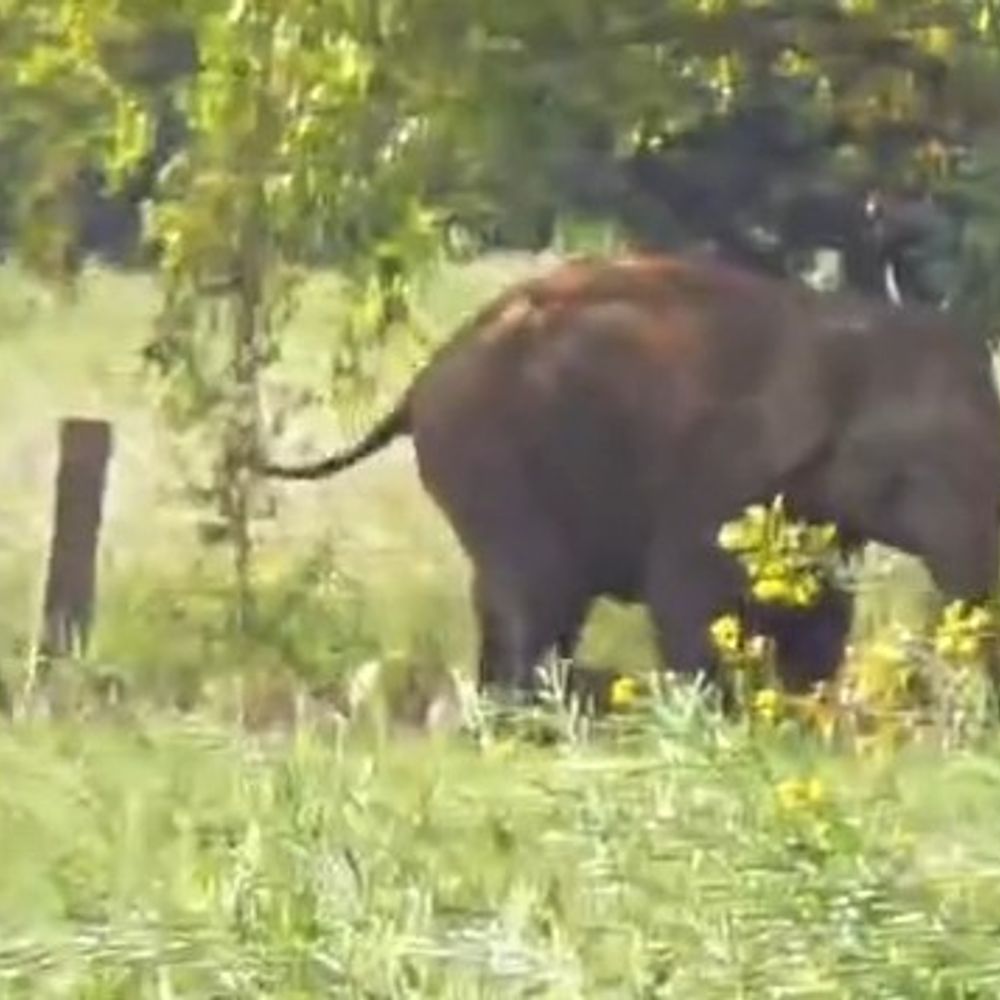 मऊगंज के हनुमना में जंगली हाथियों का प्रवेश:बधाइयां गांव में डेरा, बिजली बंद; वन विभाग की टीम अलर्ट