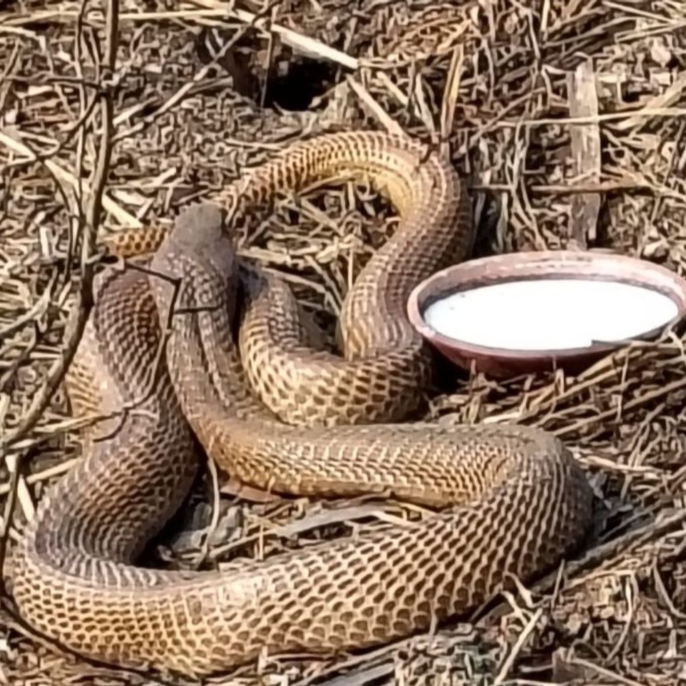 बांका में शिव मंदिर के पास दिख रहा नाग:महाशिवरात्रि पर दर्शन कर भक्तों में खुशी, 2 घंटे शांत मुद्रा में बैठकर लौट जाता