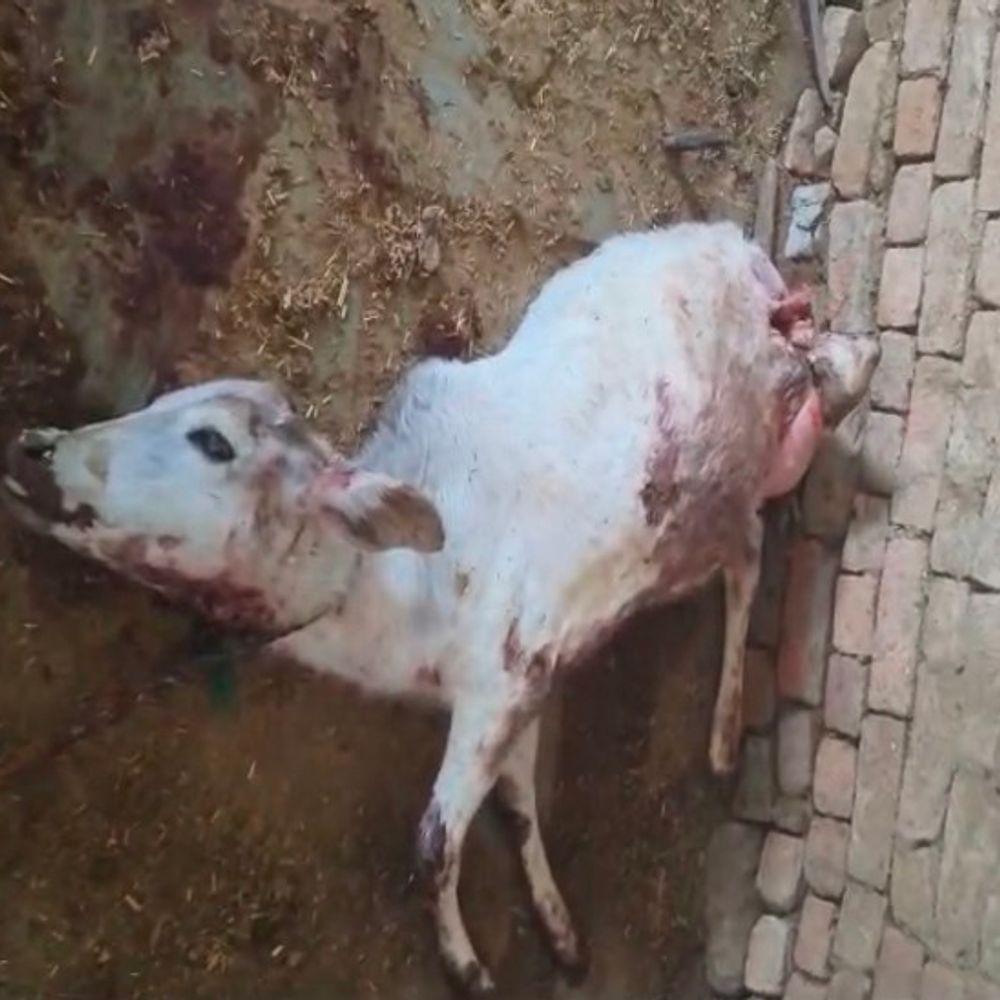 श्याम वाटिका में पहुंचा लेपर्ड:अलसुबह गाय के बछड़ों को बनाया शिकार, लोगों ने पिंजरा लगाकर लेपर्ड पकड़ने की मांग