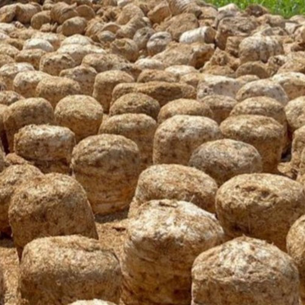 मशरूम की खेती के लिए किसानों में रुचि नहीं:वर्क ऑर्डर जारी होने के बाद भी मशरूम हट का निर्माण अधूरा, विभाग करेगा जागरूक