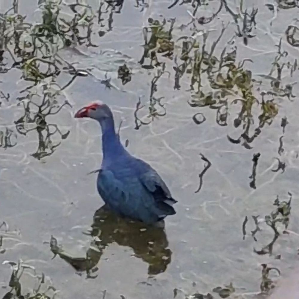 ग्रेट बैकयार्ड बर्ड काउंट में बिहार की बढ़ती भागीदारी:नालंदा में जलाशयों के संरक्षण की मांग तेज, जिले में पर्यटन की अपार संभावना