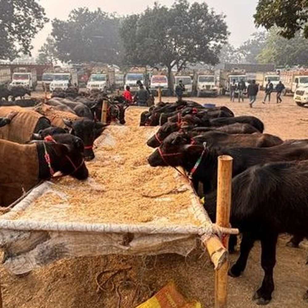 कुरुक्षेत्र राज्यस्तरीय मेले में रैंप पर कैटवॉक करेंगे पशु:53 कैटेगरी में 1500 पशुओं की प्रतियोगिता, एक करोड़ रुपए के इनाम, कृषि मंत्री करेंगे आगाज