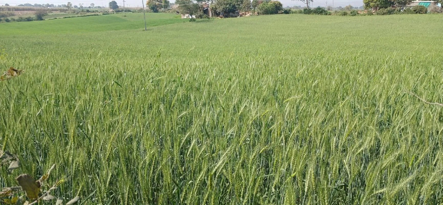 तकनीकी खामियों से पिछड़ रहा जिले में गिरदावरी का कार्य, अब तक 2 लाख 66 हजार हेक्टेयर रकबे की गिरदावरी