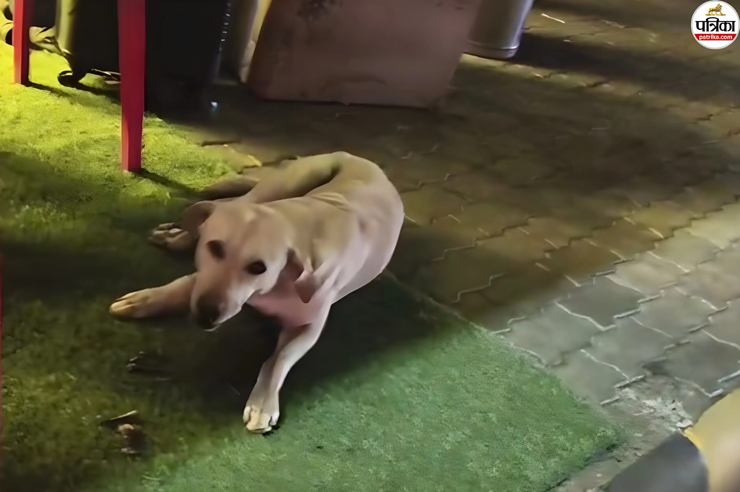 जयपुर एयरपोर्ट पर आवारा कुत्ते ने 3 लोगों को काटा, पूंछ पर पैर रखने से श्वान हमलावर हुआ