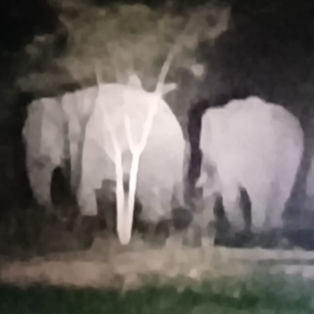 अनूपपुर में हाथियों का झुंड दो हिस्सों में बंटा:खेतों में घुसने से गेहूं-चना की फसलों को नुकसान; वन विभाग की चिंता बढ़ी